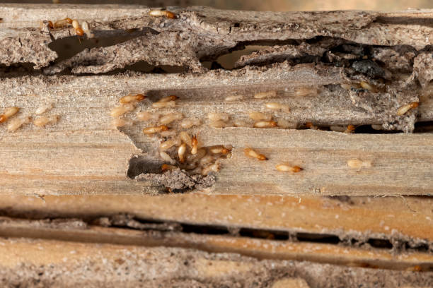 Best Affordable Pest Control Services  in Whitaker, PA